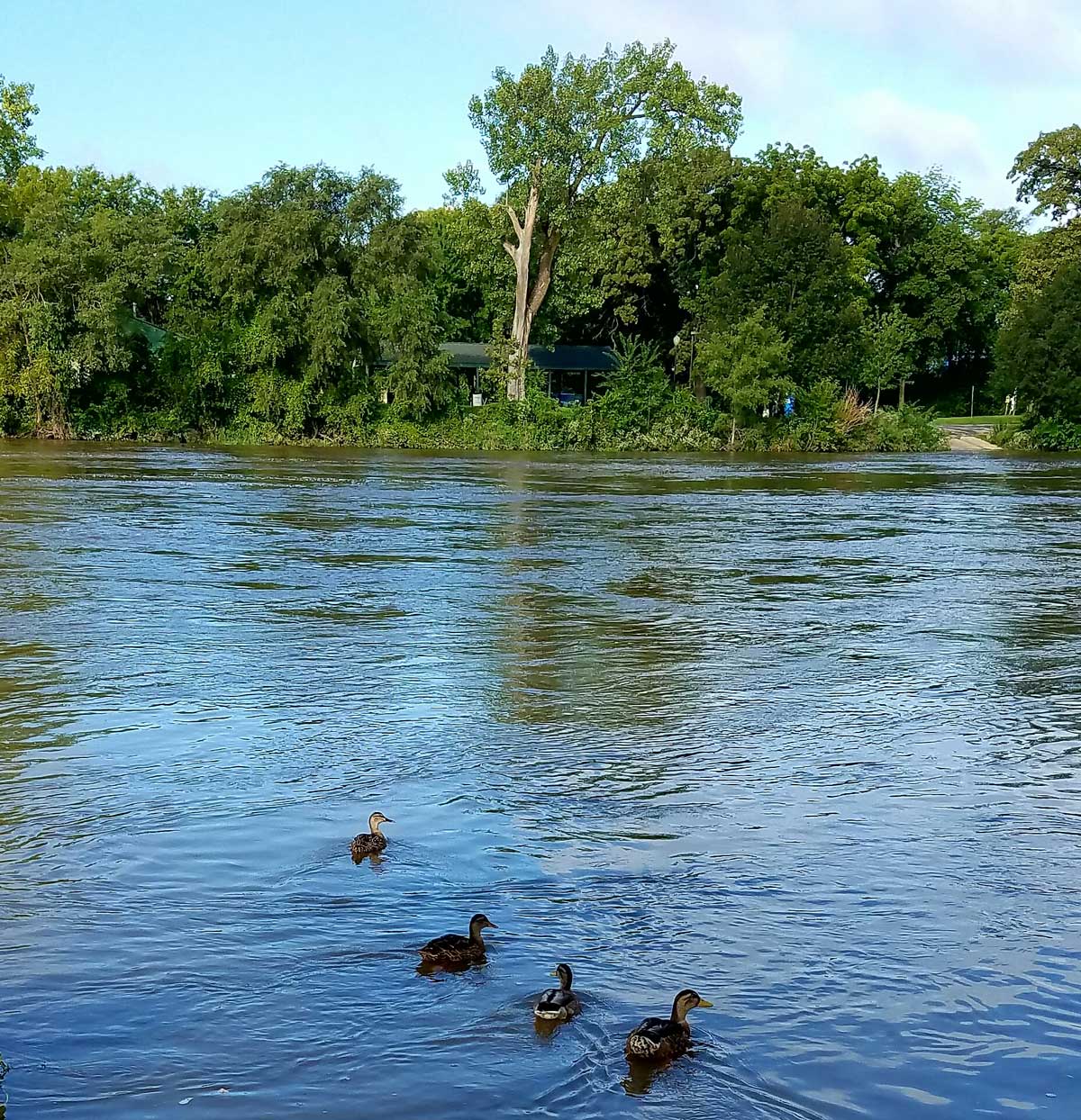 Ducks enjoying the Kankakee River